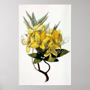 "Azalea Pontica" Vintage Flower Illustration Poster