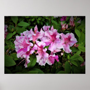Azalea, Poster