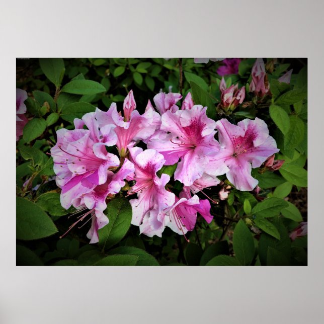 Azalea, Poster (Front)