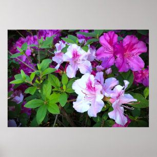 Azalea, Poster