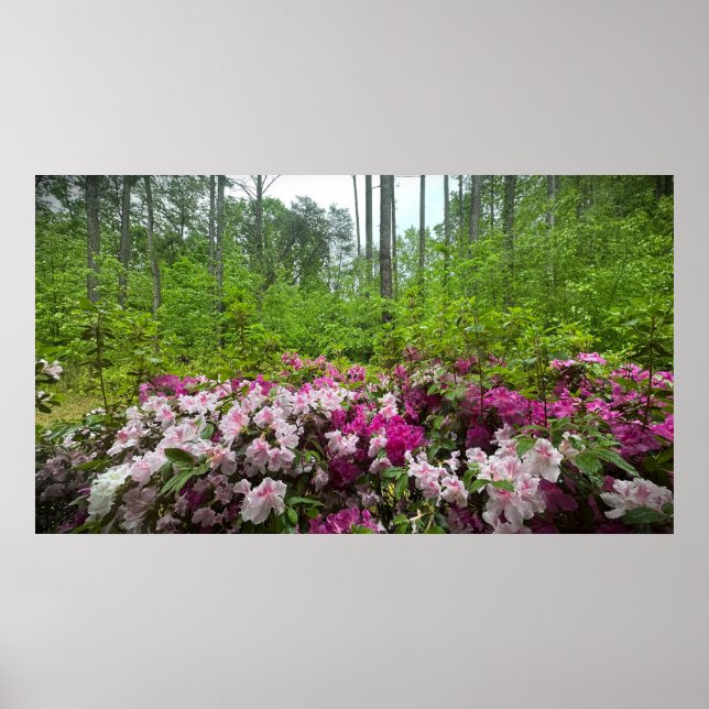 Azalea,  poster (Front)