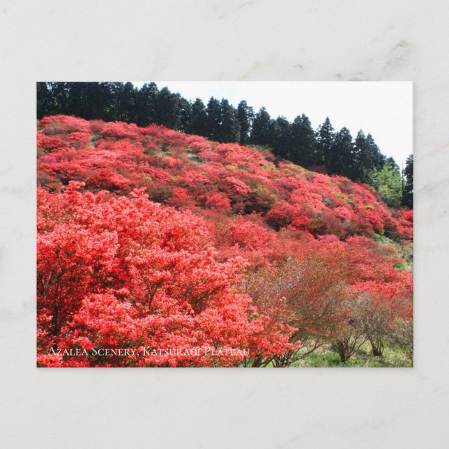 Azalea Scenery：Postcard Postcard (Front)