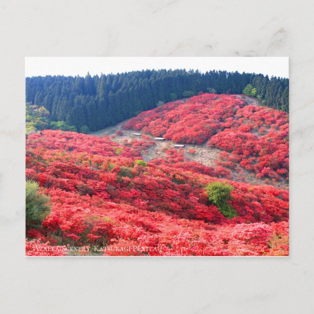 Azalea Scenery：Postcard Postcard (Front)