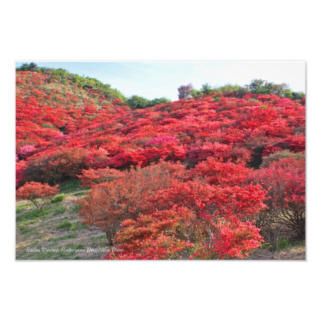 Azalea Scenery [Premium Silver Salt Paper] Photo Print (Front)