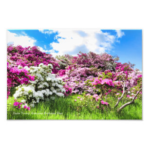 Azalea Viewing [Premium Silver Salt Paper] Photo Print