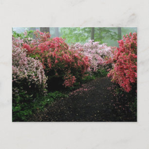 Azalea Walkway Postcard