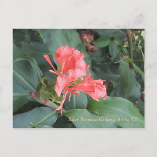 Azalea, Zilker Botanical Gardens, Austin TX Postcard