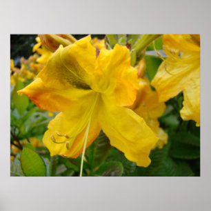 AZALEAS 10 Yellow Azalea Flowers Art Print Posters