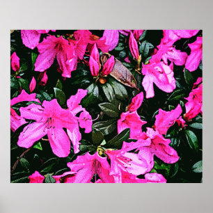 Azaleas 6082 poster