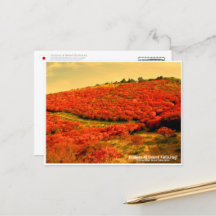 Azaleas at Mount Katsuragi Postcard