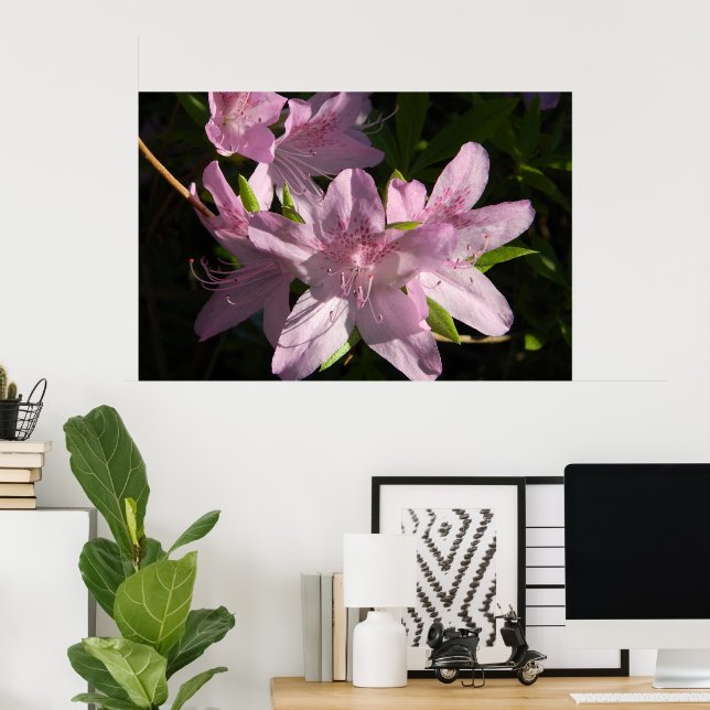 Azaleas in Sunshine Poster (Home Office)