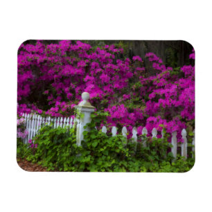 Azaleas in the spring at Historic Isle of Hope Magnet