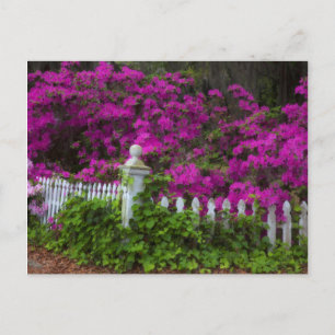 Azaleas in the spring at Historic Isle of Hope Postcard
