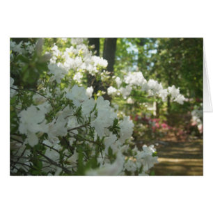 Azaleas in White