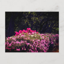 Azaleas  