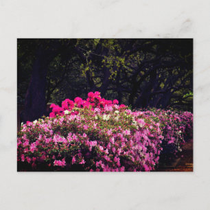 Azaleas postcard