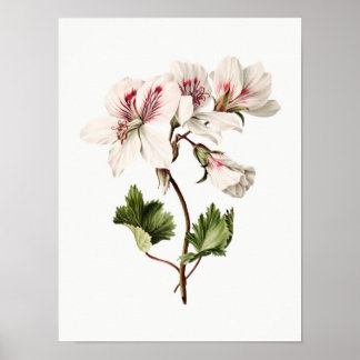 Azaleas Poster
