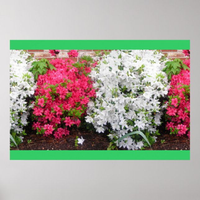 Azaleas Poster (Front)