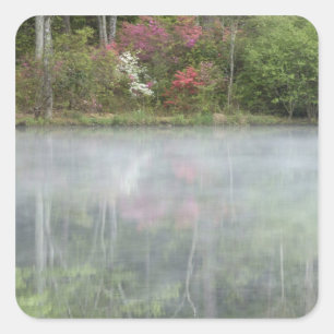 Azaleas relfecting in a pond during early square sticker