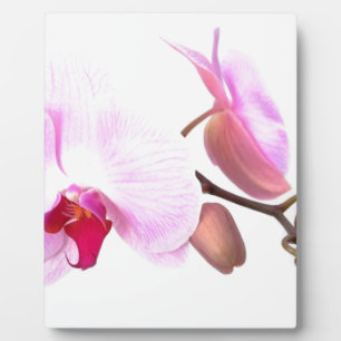 Aziza Orchid Blossoms Plaque