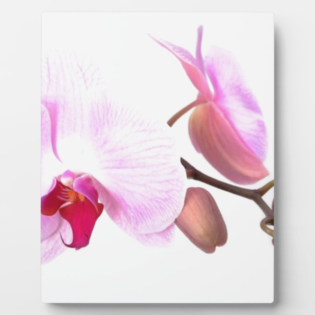 Aziza Orchid Blossoms Plaque (Front)