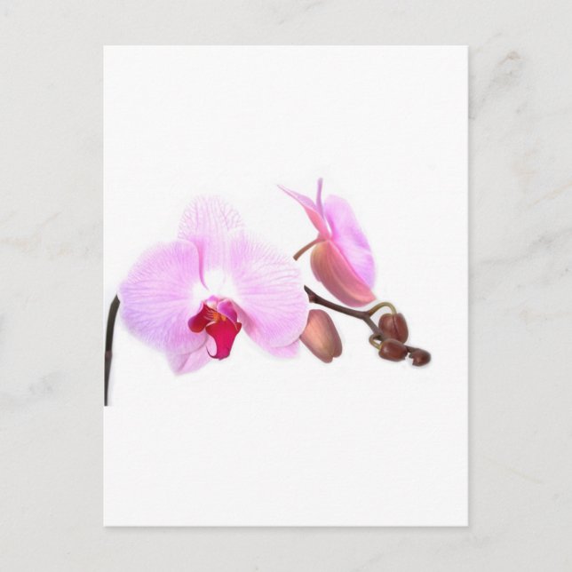Aziza Orchid Blossoms Postcard (Front)
