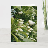Aztec Pearl - Floral Photography