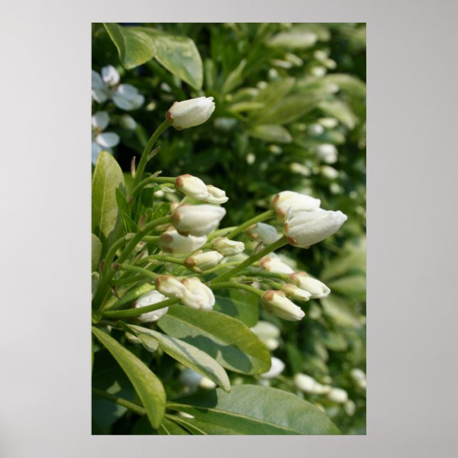 Aztec Pearl Poster (Front)