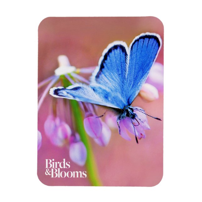 Azure Butterfly Magnet (Vertical)