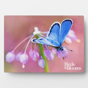 Azure Butterfly Plaque