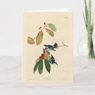 Azure (Cerulean) Warbler, Audubon Birds of America Card