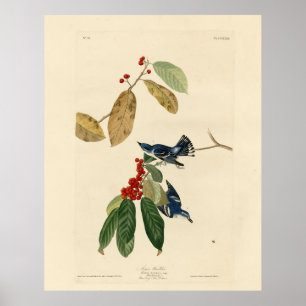 Azure (Cerulean) Warbler, Audubon Birds of America Poster