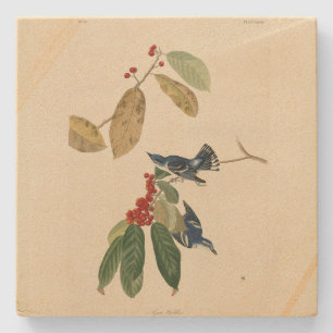 Azure (Cerulean) Warbler, Audubon Birds of America Stone Coaster