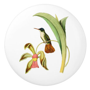 Azure Crowned Hummingbird Ceramic Knob