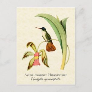 Azure Crowned Hummingbird Vintage Art Postcard