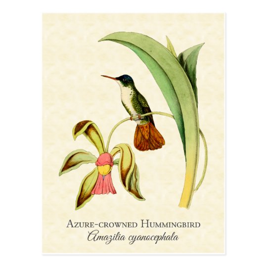 Azure Crowned Hummingbird Vintage Art Postcard