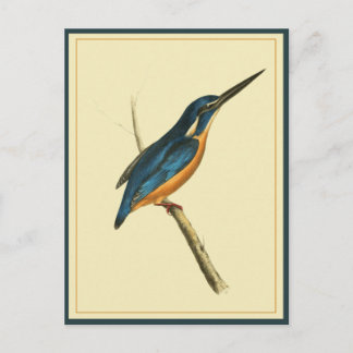 Azure Kingfisher Postcard
