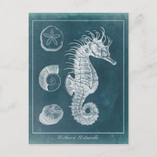Azure Seahorse Study I Postcard