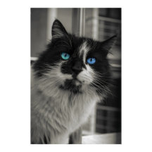 Azure Soul Blue Eyes Black and White Cat Fine Art