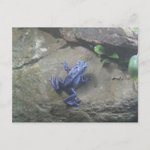 Azureus Poison Dart Frog Postcard