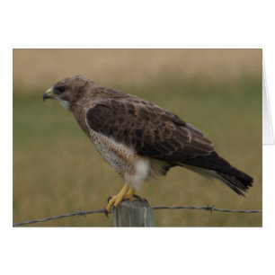 B10 Swainson's Hawk