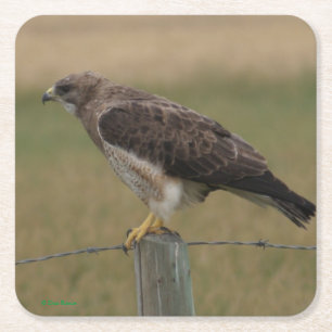 B10 Swainsons Hawk Square Paper Coaster