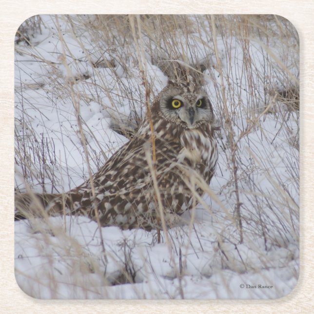 B11 Short-eared Owl Square Paper Coaster (Front)