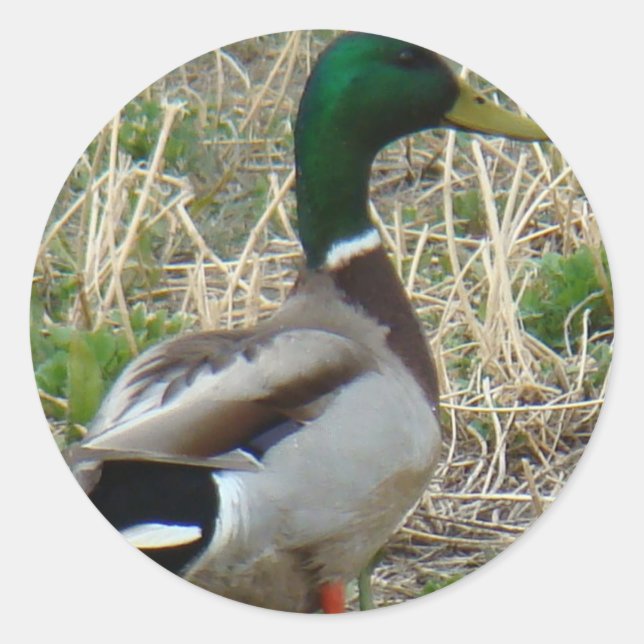 B12 Mallard Duck Classic Round Sticker (Front)