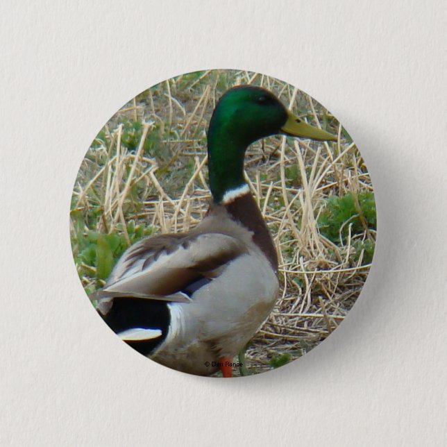 B12 Mallard Duck Drake 6 Cm Round Badge (Front)