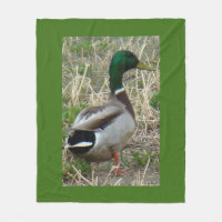 B12 Mallard Duck Drake