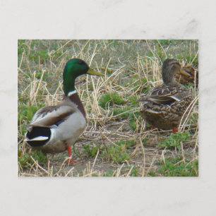 B12 Mallard Ducks Pair Postcard