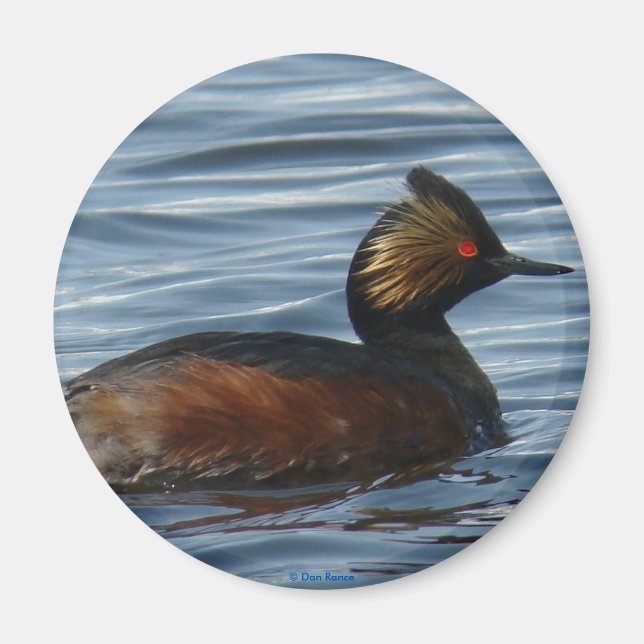 B13 Eared Grebe Magnet (Front)