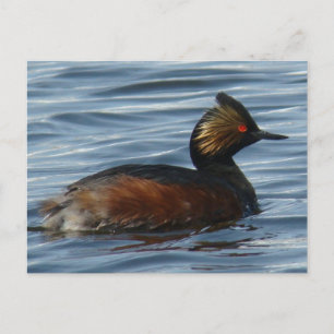 B13 Eared Grebe Postcard