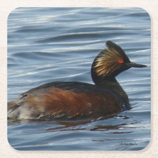 B13 Eared Grebe Square Paper Coaster (Front)